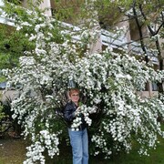 ���������� ����, ���� ������� �����, 66 ���, ������������ ��� ����� � ���������, c�������� ���������