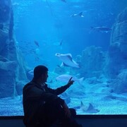 ���������� ������-��-����, ���� ������� �����, 40 ���, ������������ ��� ������, ����� � ���������