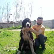  -,   , 37 ,   ,   , 