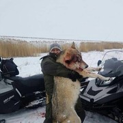 ���������� ���������� �����, ���� ������� �����, 43 ����, ������������ ��� ������, ����� � ���������, c�������� ���������