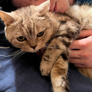 ���������� ������ ��������, ���� ������� ����, 32 ����, ������������ ��� ������, ����� � ���������