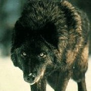 ���������� ������, ���� ������� �����, 48 ���, ������������ ��� ������, ����� � ���������, c�������� ���������