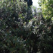 ���������� ����, ���� ������� �����, 65 ���, ������������ ��� ������, ����� � ���������, c�������� ���������