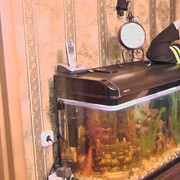 ���������� �����, ���� ������� ���������, 44 ����, ������������ ��� ����� � ���������, c�������� ���������