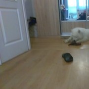 ���������� �����, ���� ������� ������, 53 ����, ������������ ��� ����� � ���������, c�������� ���������