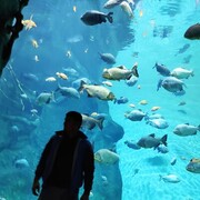 ���������� �����������, ���� ������� LAZIZ, 32 ����, ������������ ��� ������, ����� � ���������