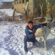 ���������� ������, ���� ������� 0705838695, 31 ���, ������������ ��� ����� � ���������, c�������� ���������, ���������