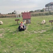 ���������� ������, ���� ������� �������, 38 ���, ������������ ��� ����� � ���������, c�������� ���������