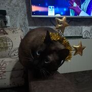 ���������� �����, �����