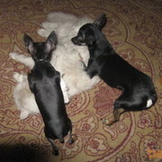 ���������� ������, ���� ������� Rina, 49 ���, ������������ ��� ������