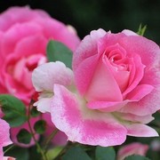  ,   , 54 ,     , c 