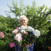 ���������� �����������-��-�����, ���� ������� �������, 70 ���, ������������ 