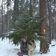 ���������� ������������, ���� ������� ���������, 62 ����, ������������ ��� ����� � ���������, c�������� ���������