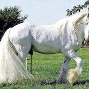 ���������� ��������, ���� ������� Ը���, 40 ���, ������������ 