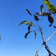 ���������� ���������, ���� ������� ���������, 35 ���, ������������ ��� ������, ����� � ���������