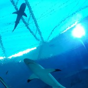 ���������� ���������, ���� ������� ����, 42 ����, ������������ ��� ������, ����� � ���������, c�������� ���������