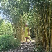 ���������� ������������, ���� ������� ������, 41 ���, ������������ ��� ������, ����� � ���������, c�������� ���������, ���������