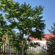 ���������� ������, ���� ������� ���, 47 ���, ������������ ��� ������, ����� � ���������, c�������� ���������