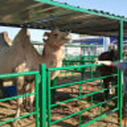 ���������� ������, ���� ������� ARSLAN, 40 ���, ������������ ��� ����� � ���������, c�������� ���������