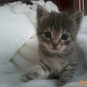  ,   Aassss, 33 ,   , 