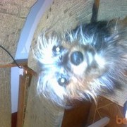 ���������� �����������, ���� ������� �������, 38 ���, ������������ ��� ������