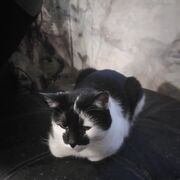 ���������� ����������, ������� ���, 36