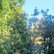 ���������� ������, ���� ������� ������, 45 ���, ������������ ��� ������, ����� � ���������, c�������� ���������, ���������