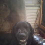 ���������� �������, ���� ������� �������, 44 ����, ������������ ��� c�������� ���������