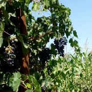  ,   Orzubek, 46 ,   ,   