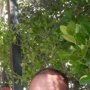  ,   Ilham, 46 ,   ,   , c 