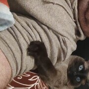 ���������� ������, ���� ������� �������, 41 ���, ������������ ��� ������, ����� � ���������