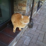 ���������� �������, ���� ������� Sasa, 39 ���, ������������ 