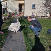 ���������� ���������, ���� ������� ������, 44 ����, ������������ ��� c�������� ���������