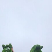 ,   , 40 ,   c 