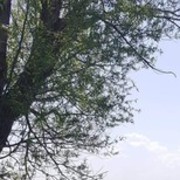 ���������� �������, ���� ������� Tim, 40 ���, ������������ ��� ������, ����� � ���������, c�������� ���������, ���������