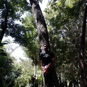 ���������� �������, ���� ������� Roma, 36 ���, ������������ ��� ������