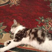 ���������� ������, ����