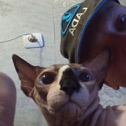 ���������� �������, ���� ������� ����, 35 ���, ������������ ��� ������, ����� � ���������