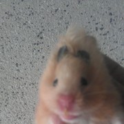 ���������� �������, ���� ������� Andrei, 38 ���, ������������ ��� ������, ����� � ���������, c�������� ���������