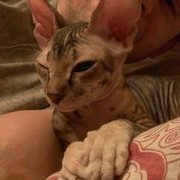 ���������� ������, ���� ������� ����, 48 ���, ������������ ��� ������