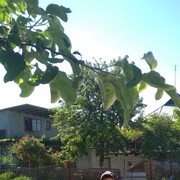  ,   Vladimir, 52 ,     , c 