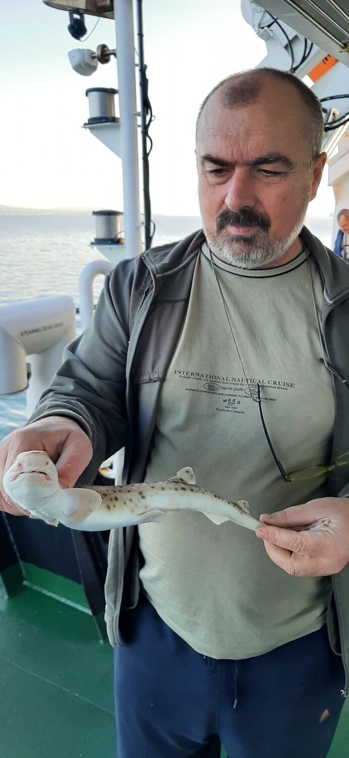 ���� 31207406 ������� ����, 53 ����, ���� ���������� � �������