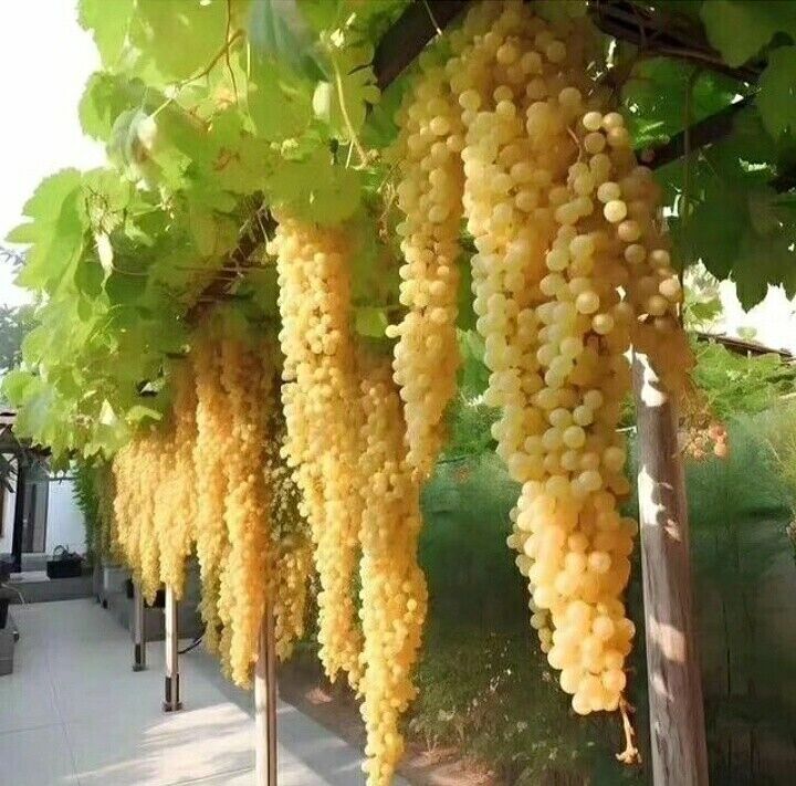 ���������� ������, ���� ������� Dima, 29 ���, ������������ ��� ������, ����� � ���������, c�������� ���������, ���������