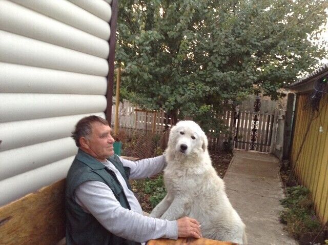 ���� 22463846 ������� ��������, 65 ���, ���� ���������� � ������