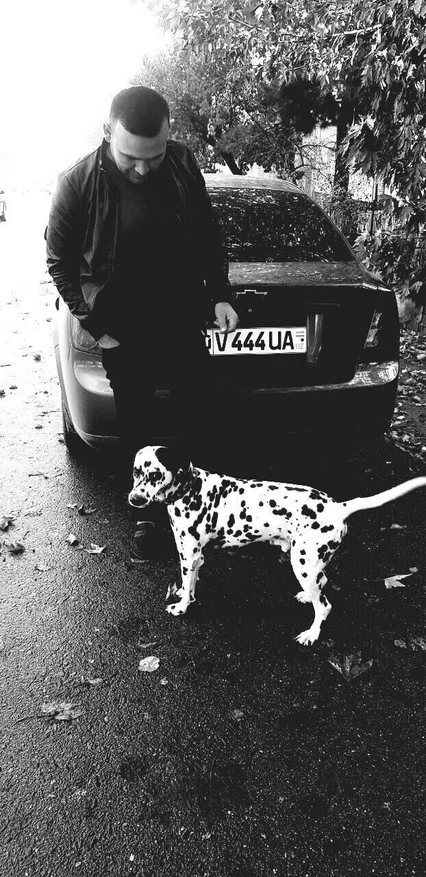 ���������� ���������, ���� ������� �����, 36 ���, ������������ ��� ������, ����� � ���������