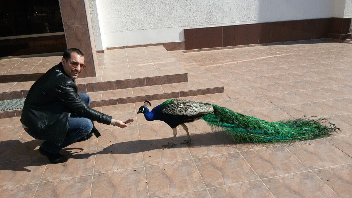 ���� 56301626 ������� ���������, 44 ����, ���� ���������� � �����