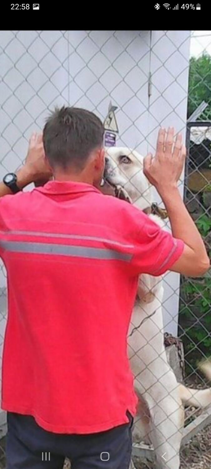 ���������� ���������, ���� ������� ��������, 49 ���, ������������ ��� ������, ����� � ���������