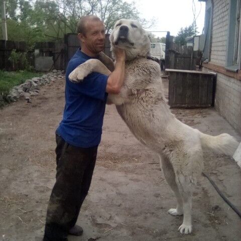 ���� 23152486 ������� ����, 45 ���, ���� ���������� � ����������