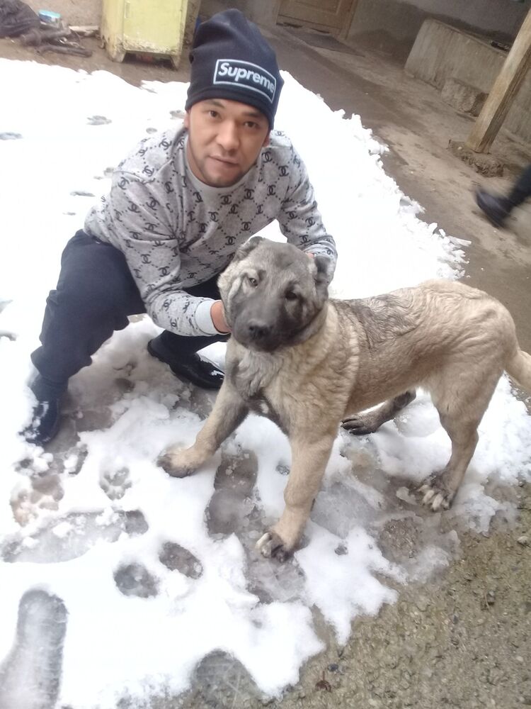 ���������� �������, ���� ������� Umid, 36 ���, ������������ ��� ����� � ���������, c�������� ���������