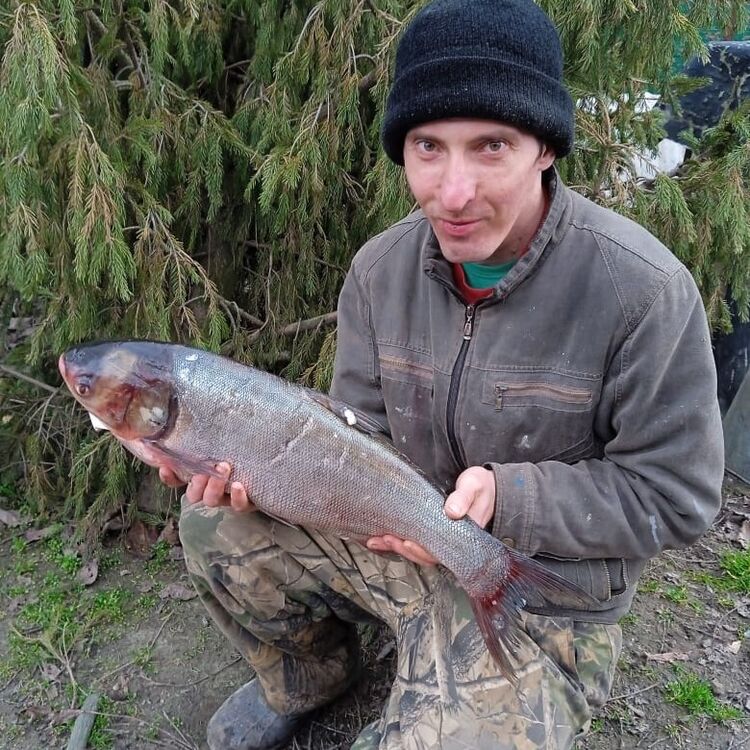 ���� 44462656 ������� ������, 36 ���, ���� ���������� � ����������